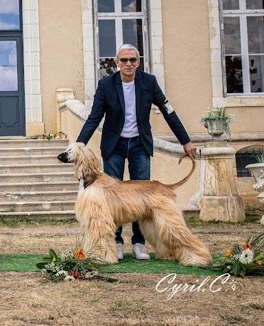 gallgeri Dali donatti